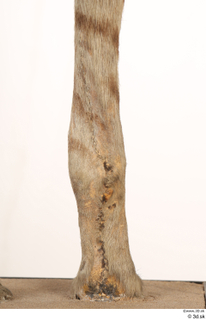 Striped Hyena Hyaena hyaena leg 0072.jpg